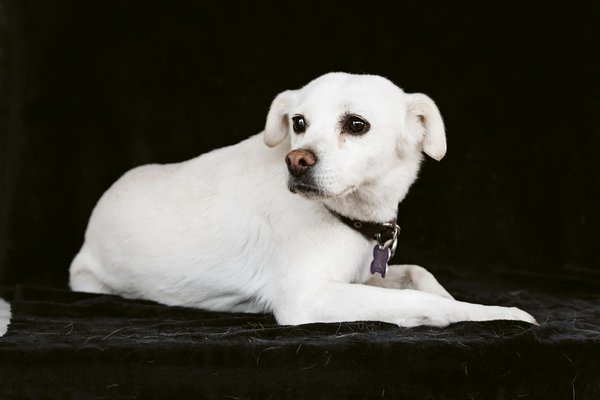 How to create a safe indoor environment for a pet rabbit during the British winter?