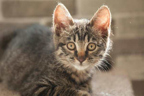 What are the key considerations when selecting a training collar for a stubborn Akita?