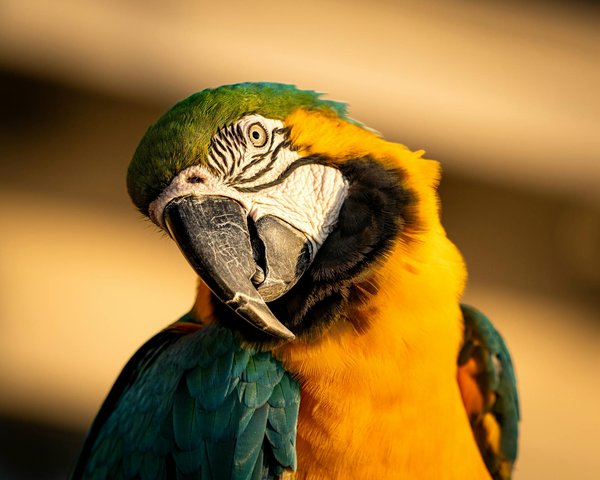 What are the key considerations when selecting a training collar for a stubborn Akita?