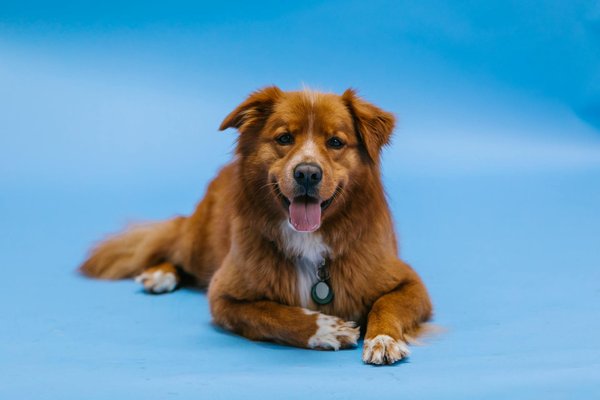 What are the key considerations when selecting a training collar for a stubborn Akita?