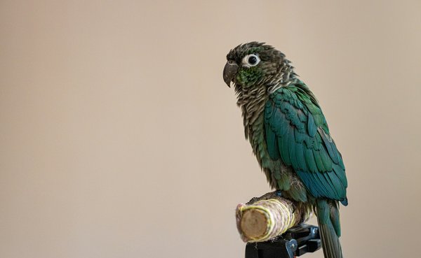 How to create a balanced diet for a pet bird with special dietary needs?